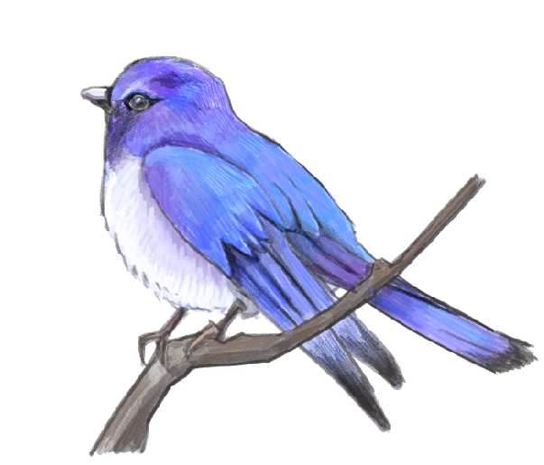 Blue-and-White Flycatcher のイラスト