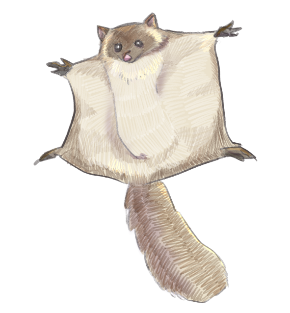 Japanese Giant Flying Squirrelのイラスト