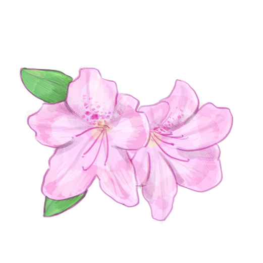 Rhododendron ripenseのイラスト