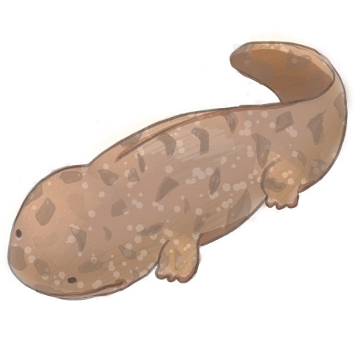 Japanese Giant Salamanderのイラスト