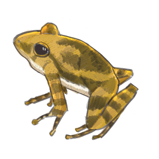 Japanese Kajika frogのイラスト