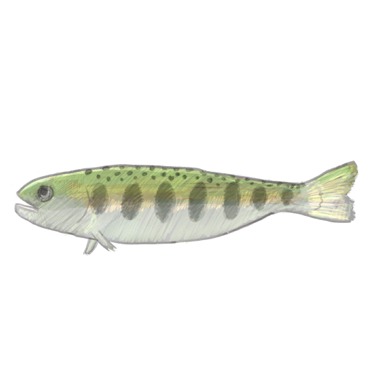 Amago Red-spotted Masu Trout のイラスト