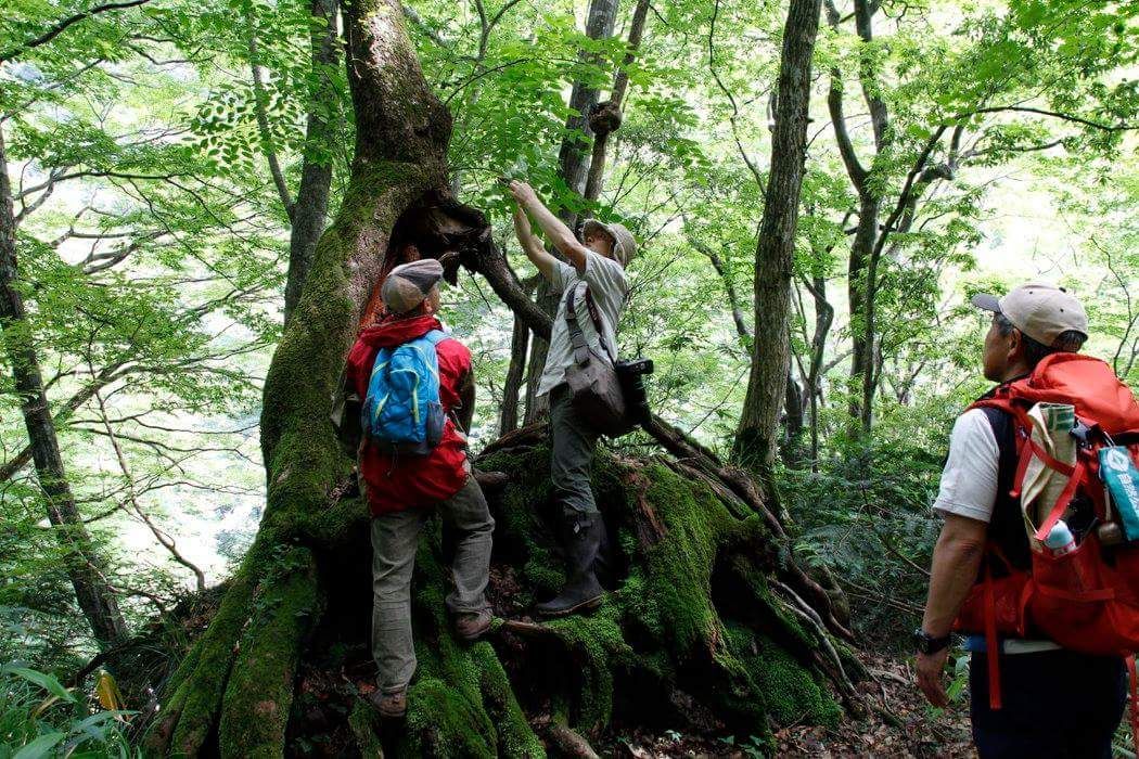 イメージ画像：初めての方でも安心！森林セラピー体験ツアー